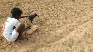 Kanni and whippet dog chasing a squirrel vigorously in field [upl. by Auoh]