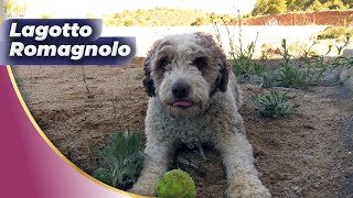 Lagotto Romagnolo🐶The Rarest Top Dog Breed [upl. by Yeo593]