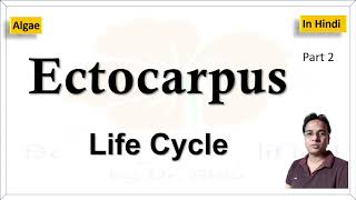 Ectocarpus Life cycle  एक्टोकारपस का जीवन चक्र [upl. by Atal]