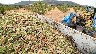 28 Billion Pounds Of Almonds Harvested This Way In California  Almond Processing Factory [upl. by Sharma]