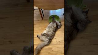 The Double Paw Ball Maneuver pets shorts cats animals [upl. by Leif]