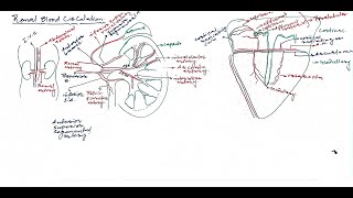 L07Renal blood circulation Excretion [upl. by Tamar]