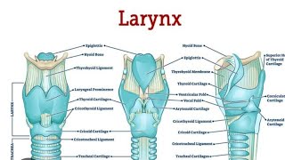 Larynx Model Part 01  2nd Year MBBS OSPE [upl. by Aitahs]