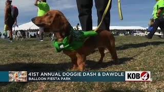 Animal Humane hosts annual Doggie Dash and Dawdle event [upl. by Hanavas]