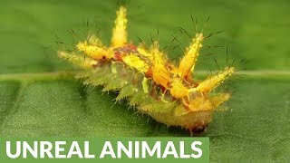 Look but dont touch Stinging Nettle Slug Caterpillar [upl. by Ennasirk]