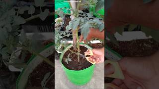 DO THIS with tomato 🍅 plants  Tips to get lots of Tomatoes [upl. by Noraha745]