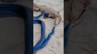 Monitor lizard vs black naag shortsfeed naagjogi [upl. by Latty]