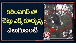 Wild Bear that caused a scare in Molangur  Karimnagar  V6 Telugu News [upl. by Ssitnerp807]