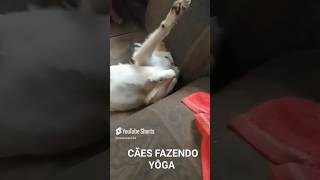 YOGA ANIMAL animals adestramentos pets puppy [upl. by Fosque460]