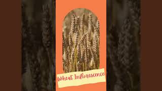 Inflorescence of Wheat II Floral biology of cereals II Seeds of cereals II Spikelet youtubevideos [upl. by Aitselec614]