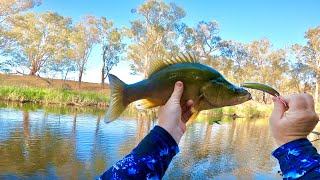 Yellowbelly Fishing in the Loddon River Bendigo [upl. by Sirraf]