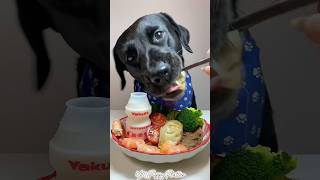 Lunch Time🥟puppy dogs dogfood shortsvideo shortsfeed youtubeshorts [upl. by Ayotaj988]