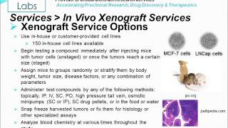 In Vivo Xenograft Service [upl. by Malissia107]