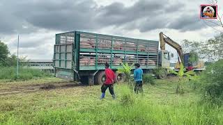 ဝက်မွေးမြူရေးလုပ်ငန်း မှ ဝက်တင်ကားကြီးနှစ်နေပုံ😁 [upl. by Ernie659]