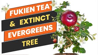 Enigmatic Fukien Tea Tree including Extinct Evergreens Tree  Fujian Tea  Doyel Agro [upl. by Chyou]