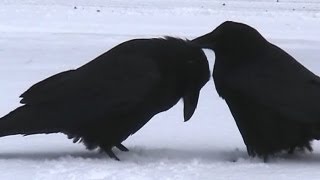 Ravens Preening One Another [upl. by Boonie]