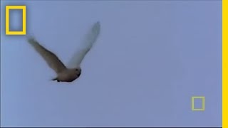 Snowy Owl  National Geographic [upl. by Lilaj]