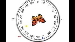 Timecompensated sun compass in monarch butterfly  Evening [upl. by Nagoh24]