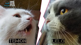 SUARA KUCING BERANTEM  cat fight sound effect [upl. by Esaele]