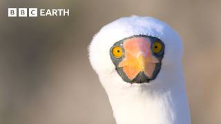 Extraordinary Nature Scenes in 4K  BBC Earth [upl. by Haland]