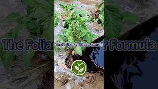 The Foliar Fertilizer Formula shortvideo garden howto youtubeshorts viralvideo agriculture [upl. by Nerrual]