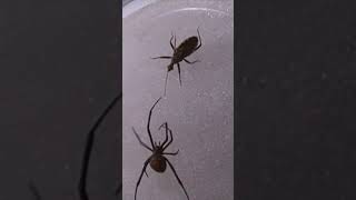 Redback spider vs Assassins Bug Insect fight [upl. by Nehemiah814]