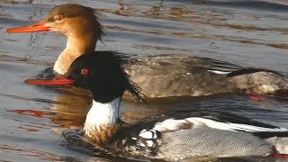 Merganser duck call sound diving bathing flying running  Red breasted [upl. by Toinette]