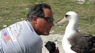 Friendly Laysan Albatross on Midway Atoll [upl. by Yseult]