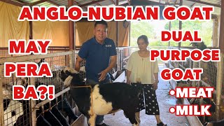 GOAT FARMING MEAT amp MILK PRODUCTION EXOFW NAG FOR GOOD NA NEGOSYO PHILIPPINES [upl. by Bj]