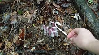 How to ID Monotropa uniflora the ghost pipe [upl. by Nakasuji750]