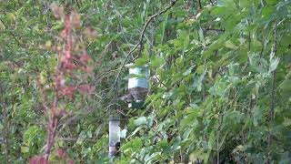 Mésange charbonnière de mon Jardin [upl. by Asp]