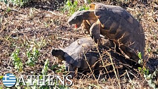 Marginated tortoises 🇬🇷 Greece  v172 [upl. by Maxine191]