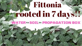 How to propagate Fittonia Nerve Plant  Water vs Soil vs Propagation Box HD 1080p [upl. by Lubba]