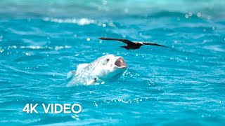 Fish vs Bird  4KUHD  Blue Planet II  BBC Earth [upl. by Sinylg]