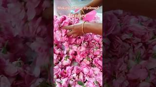 🌹Making Rose Hydrosol 🥰 👍naturalbeautyproducts skincare selfcare hydrosol organicfarming [upl. by Etnoval]