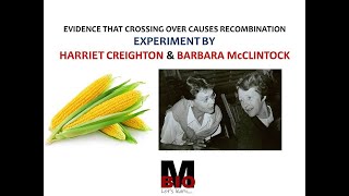 EXPERIMENT BY CREIGHTON AND McCLINTOCK [upl. by Hitchcock313]