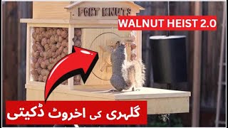 Backyard Squirrel Maze 20 The Walnut Heist [upl. by Jaan]