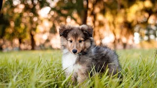 The Amazing Shetland Sheepdog Fun Facts and Characteristics [upl. by Holt470]