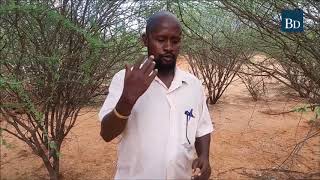 Invasive acacia trees bad for livestock [upl. by Nwahc151]