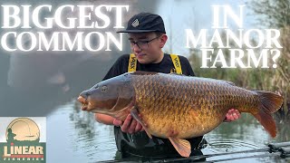 BIGGEST Common in Manor Farm  Linear Fisheries  NEW PB [upl. by Balac]