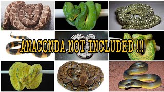 MOST COMPLETE  36 SPECIES OF PYTHONS Pythonidae [upl. by Cioffred]