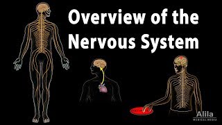 Overview of the Nervous System Animation [upl. by Seroled]