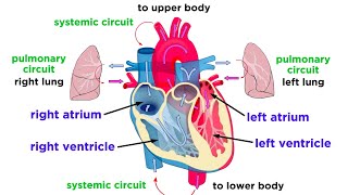 The Circulatory System Part 1 The Heart [upl. by Alyose]