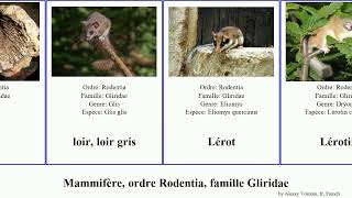 Mammifère ordre Rodentia famille Gliridae mammal gris loir murinus Graphiurus morphaeus Hypnomys [upl. by Lothario]