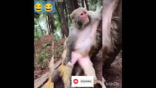 Kanjoos baap😂😂kanjoospapa baap funny bandarcomedy monkey laugh viralvideo [upl. by Polinski642]