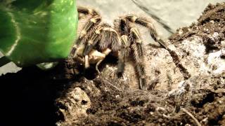 Grammostola pulchripes  Ultrafast turnaround [upl. by Hsara]