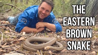 10 Things You Didn’t Know About The Eastern Brown Snake [upl. by Lipkin]