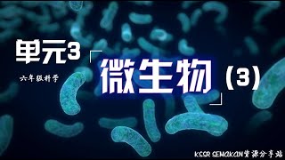 6年级  科学  单元3 微生物 （3） [upl. by Lenes]