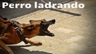 SONIDO DE PERRO GRUÑENDO Y LADRANDO  Efecto de sonido [upl. by Fianna]