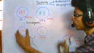 Polyploidy [upl. by Dinesh]